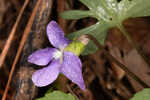 Southern coastal violet